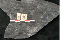Foto (Detailansicht) von Lepidodendron sp.  (NHMW-GEO-2024-0188-11030)
